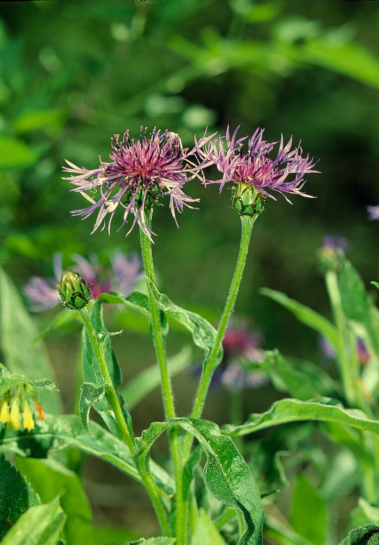 Centaurea jacea (Gewöhnliche Wiesen-Flockenblume)