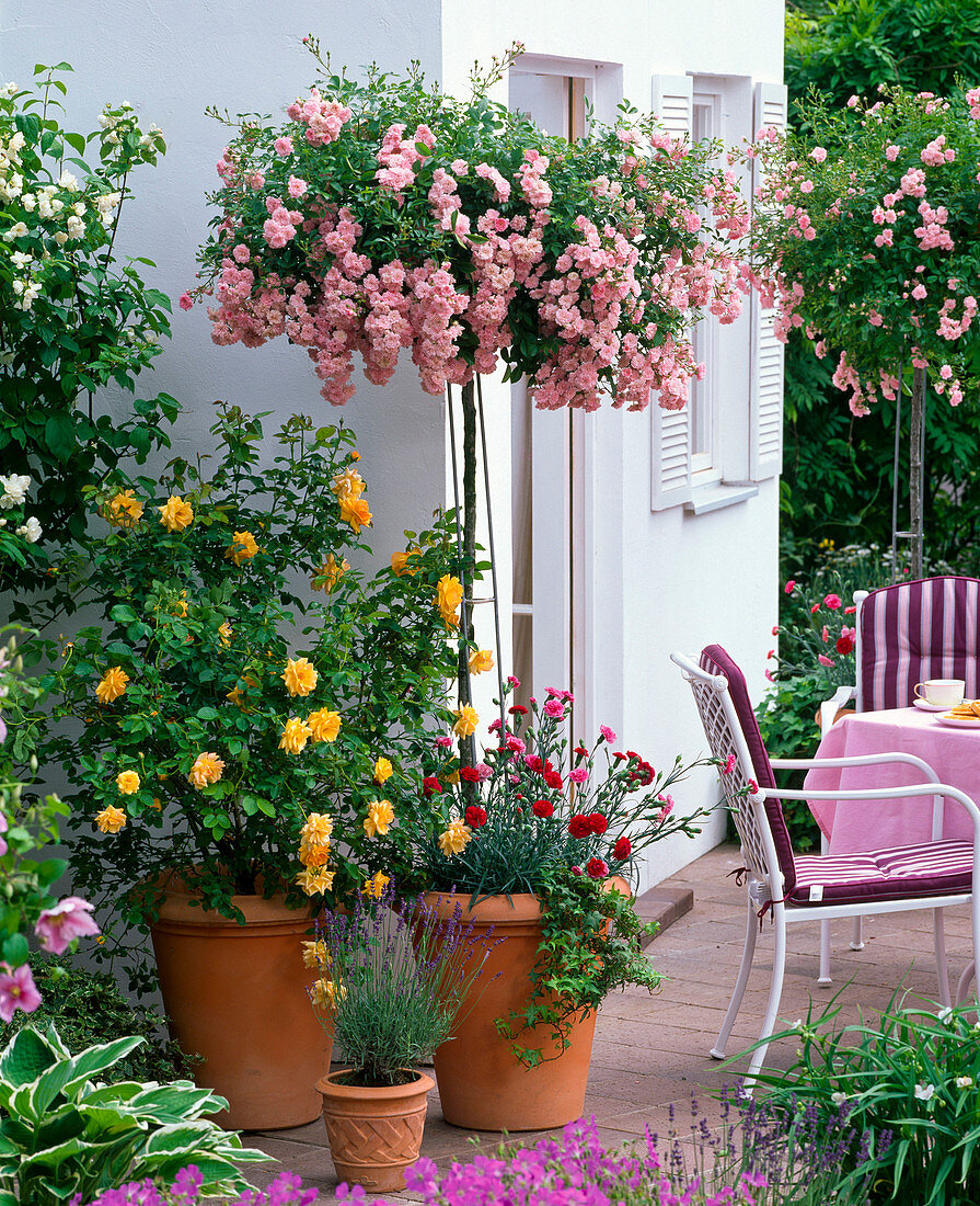 Rosa 'The Fairy' (Bodendeckerrose auf Stamm), 'Lisa' (Beetrose)