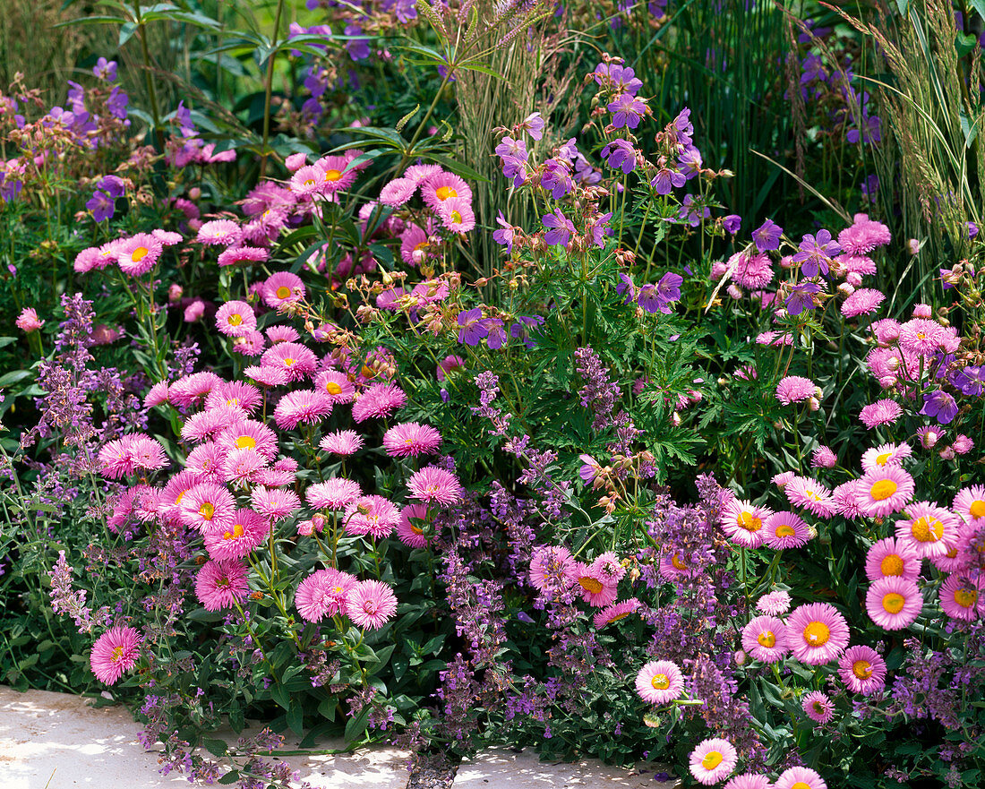 Erigeron 'Rosa Juwel' (fine radiant aster), Nepeta (catmint)