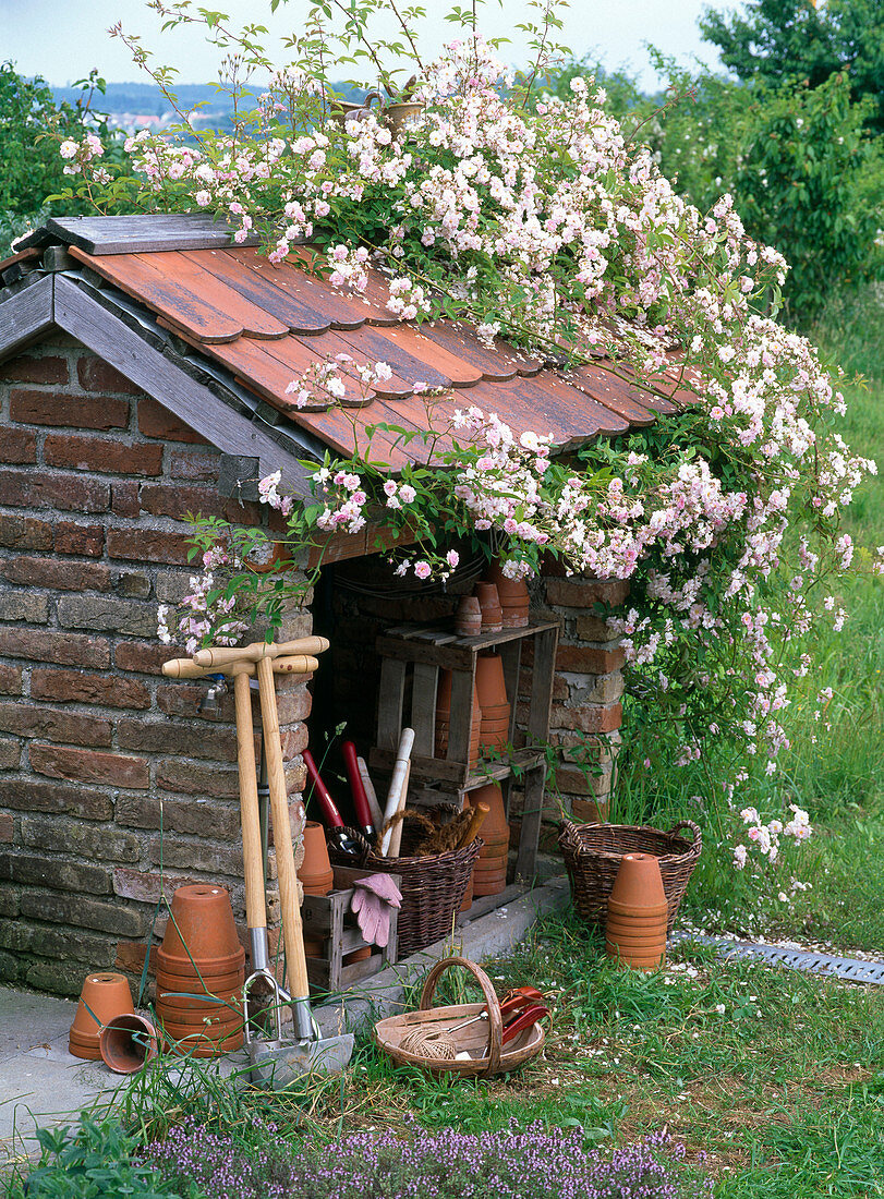 Pink 'Paul's Himalayan Musk' (Rambler Rose) once flowering