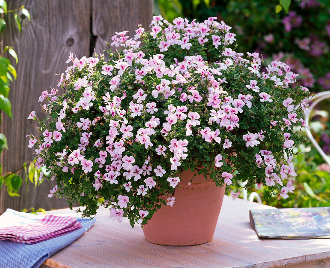 Pelargonium pac Angeleyes 'Light' (Angel Geranium)