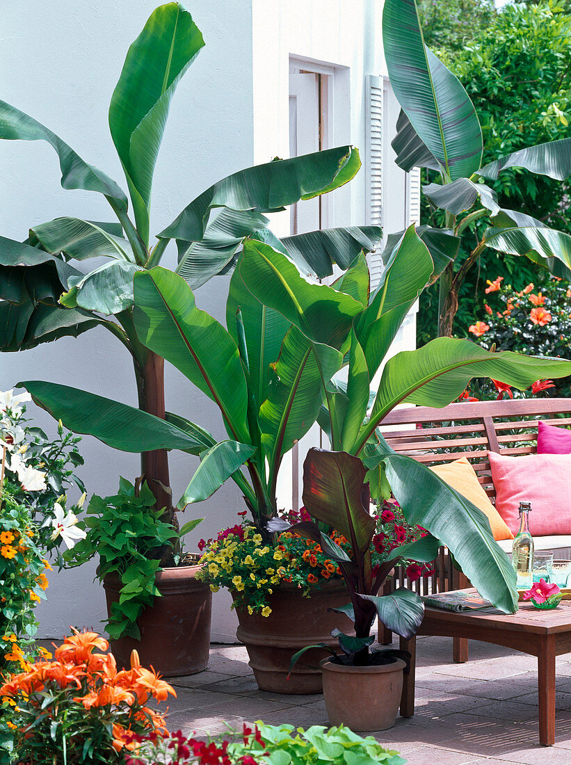 Musa sikkimensis (Darjeeling banana), Musa ensete (ornamental banana)