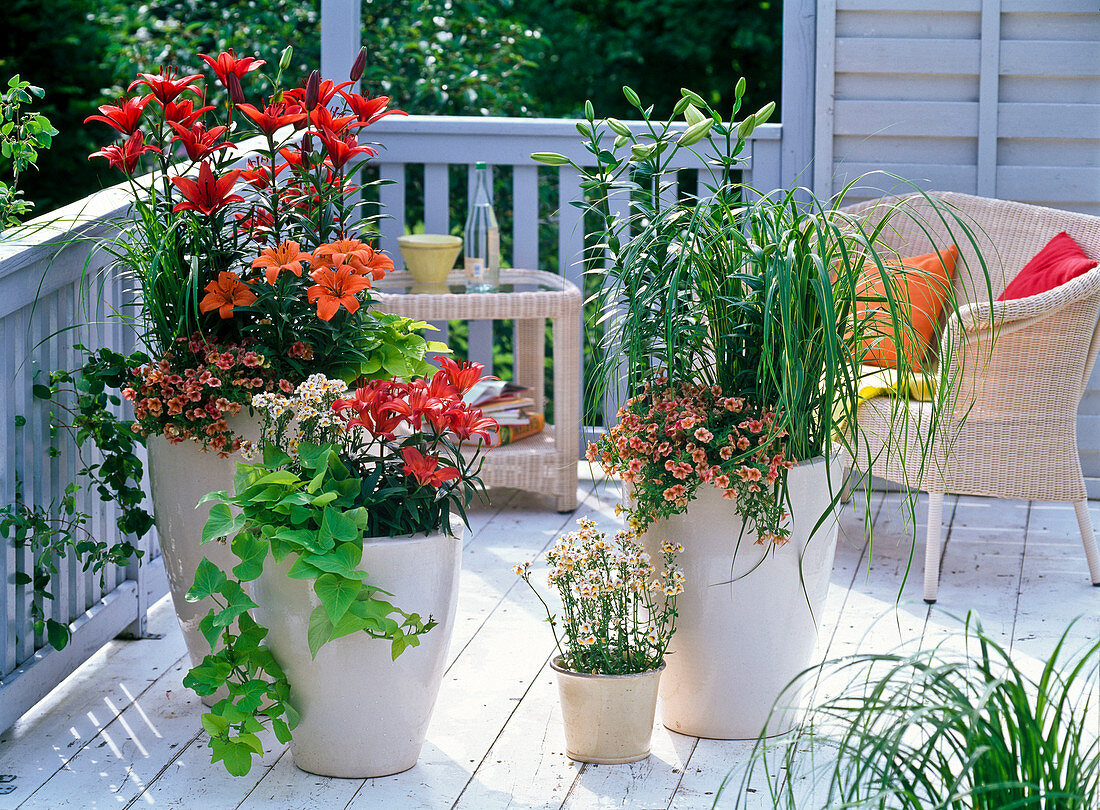 Lilium 'Gran Paradiso', 'Crimson Pixie', 'Orange Pixie', 'Lagio'.