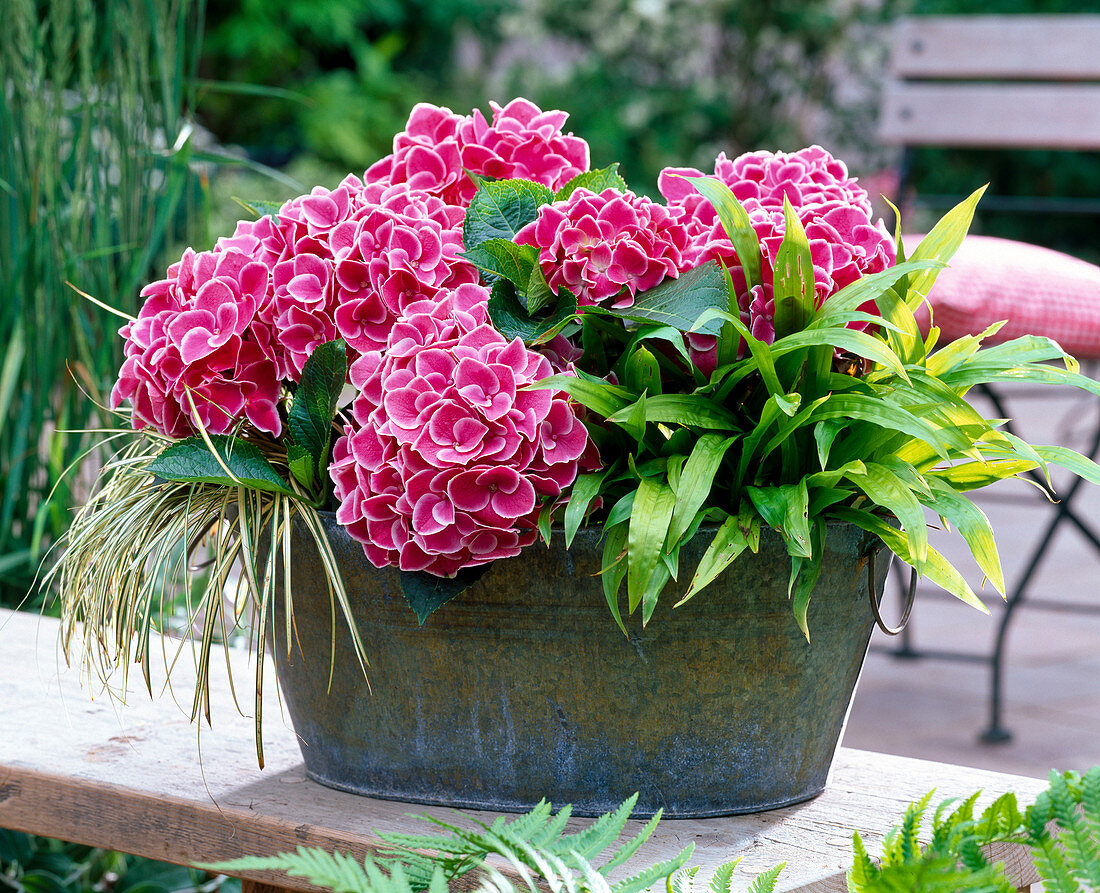 Hydrangea macrophylla 'Tivoli' (Hortensie)