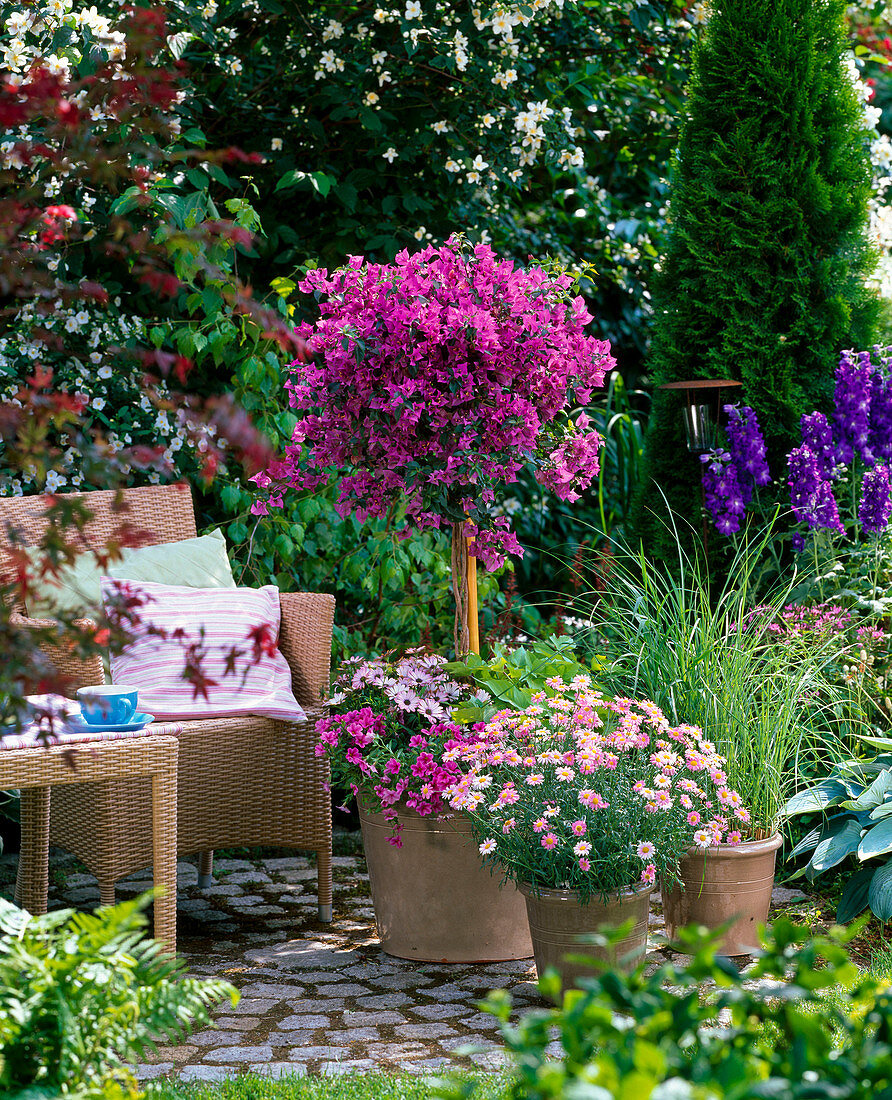 Bougainvillea underplanted with Calibrachoa Celebration 'Star Purple'