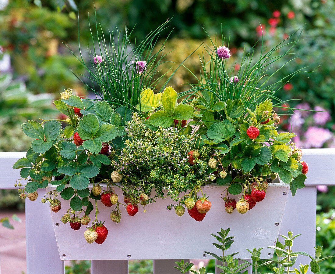 Box with berries and herbs, Fragaria (strawberries), thymus