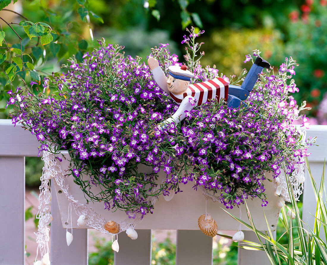 Maritime Box with Lobelia Hot 'Blue With Eye'