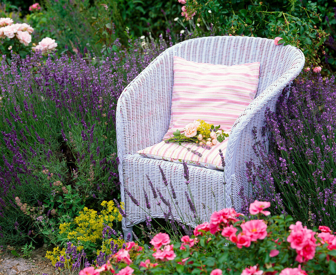 White wicker chair in Lavandula 'Hidcote Blue' (Lavender)