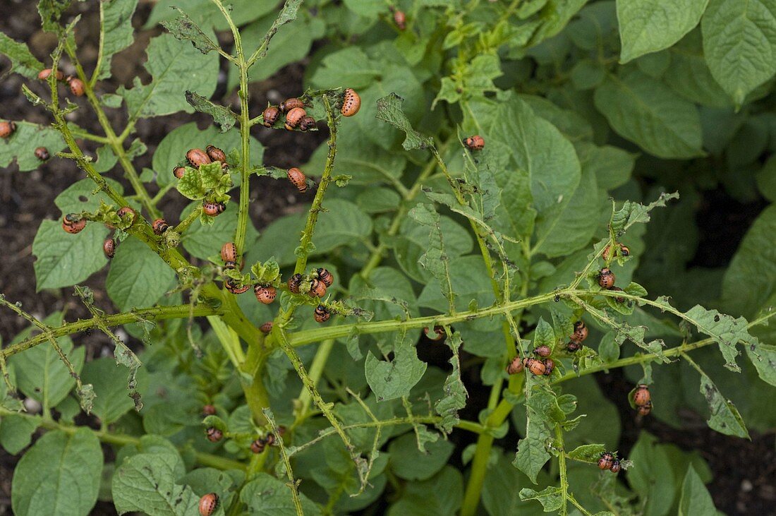 Leptinotarsa decemlineata (Larven vom Kartoffelkäfer)