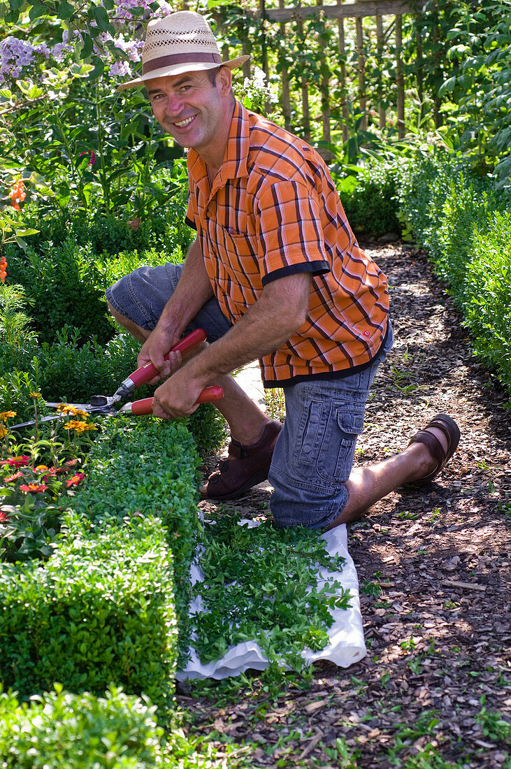 Mann schneidet Buxus (Buchs-Hecke) im Bauerngarten