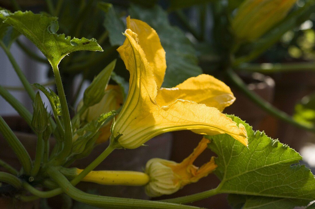 Blüte von Cucurbita 'Goldrush' (gelber Zucchini)