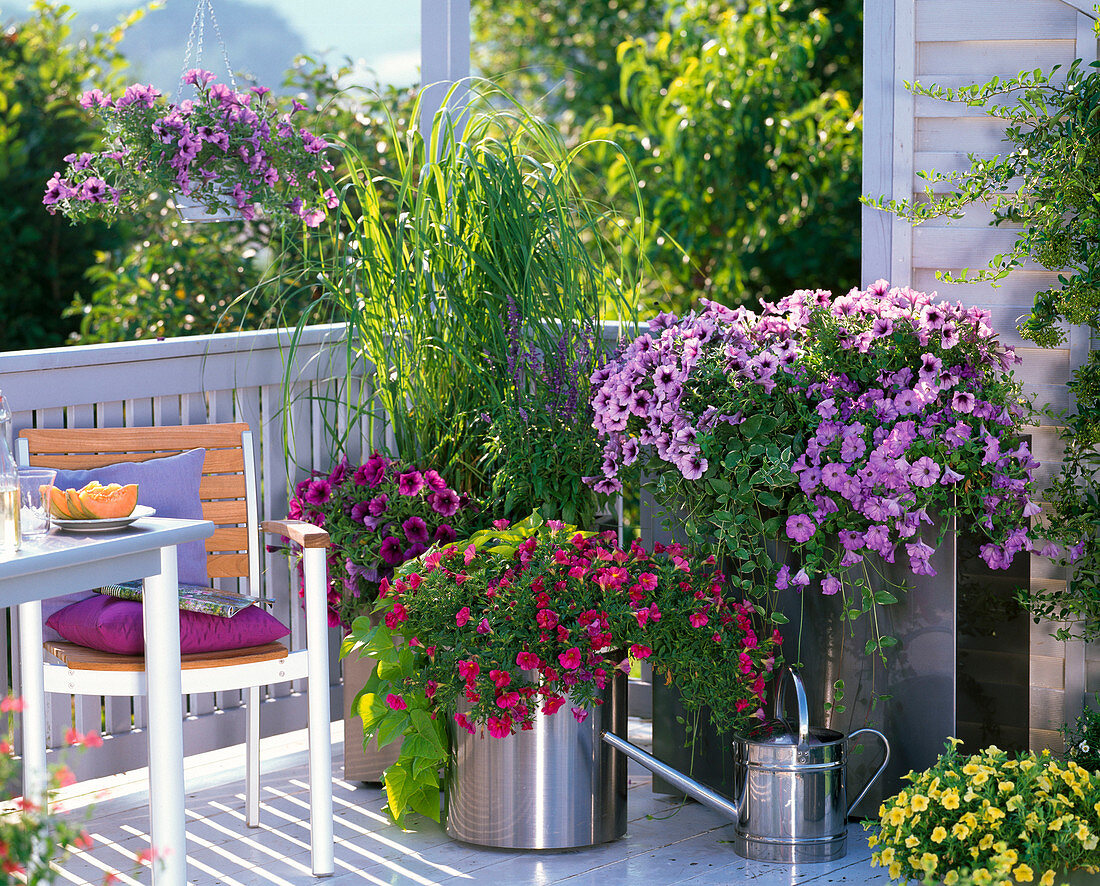 Petunia Conchita 'Azur' 'Cranberry Frost' 'Merlot', Sylvana 'Orchid'