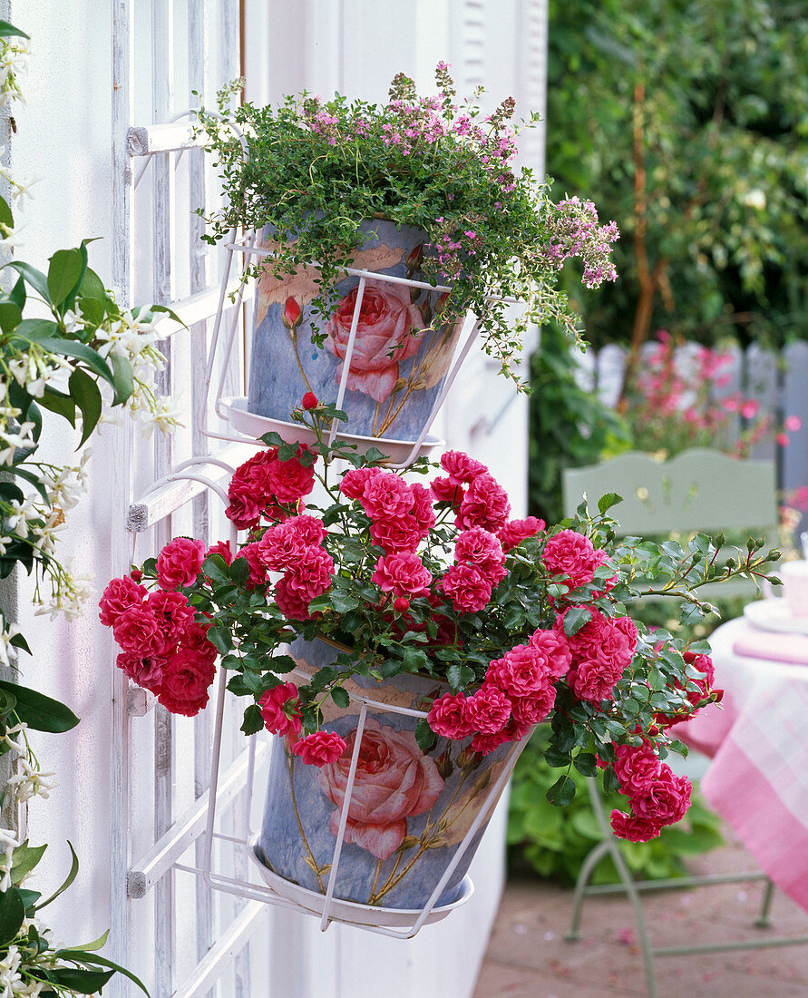 Rosa 'Gärtnerfreude' (Ground cover rose) by Kordes, repeat flowering