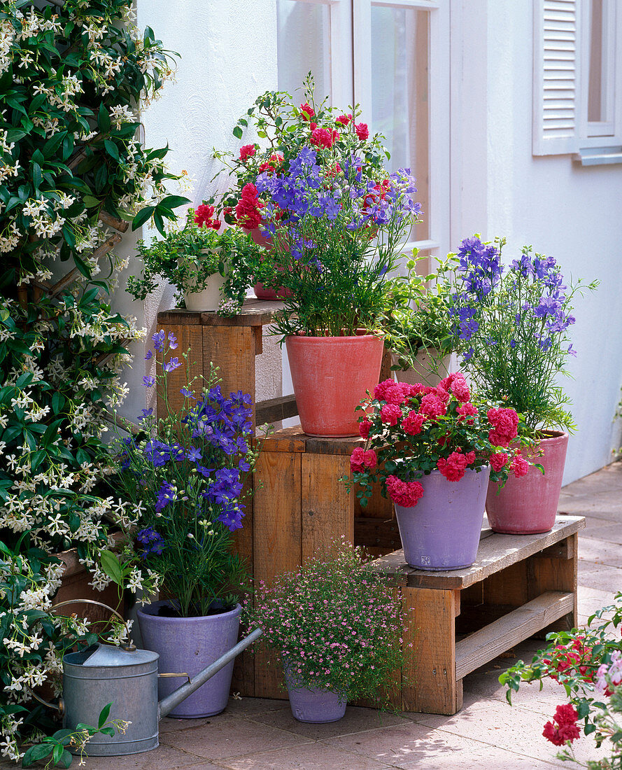 Delphinium grandiflorum (larkspur), Rosa 'Gärtnerfreude' (gardener's delight)