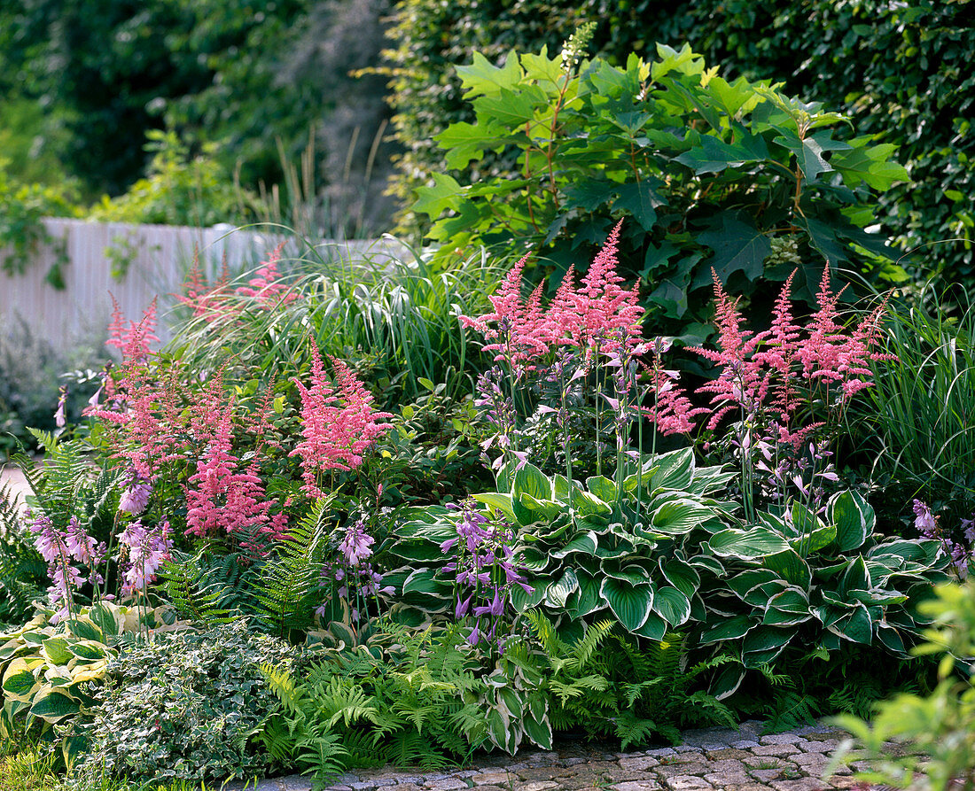 Schattenbeet : Astilbe (Prachtspiere), Hosta 'Francee' 'Patriot' (Funkien)