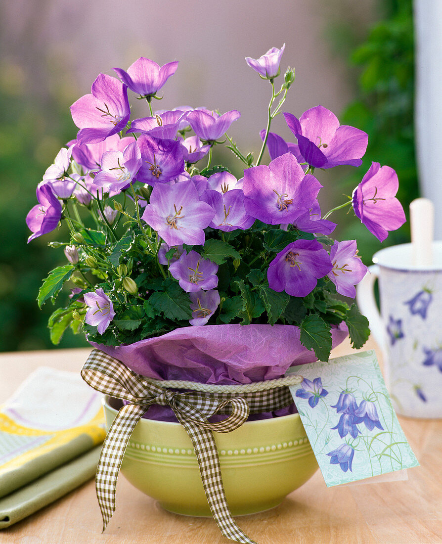 Campanula carpatica 'Blaue Clips' (Karpatenglockenblume)