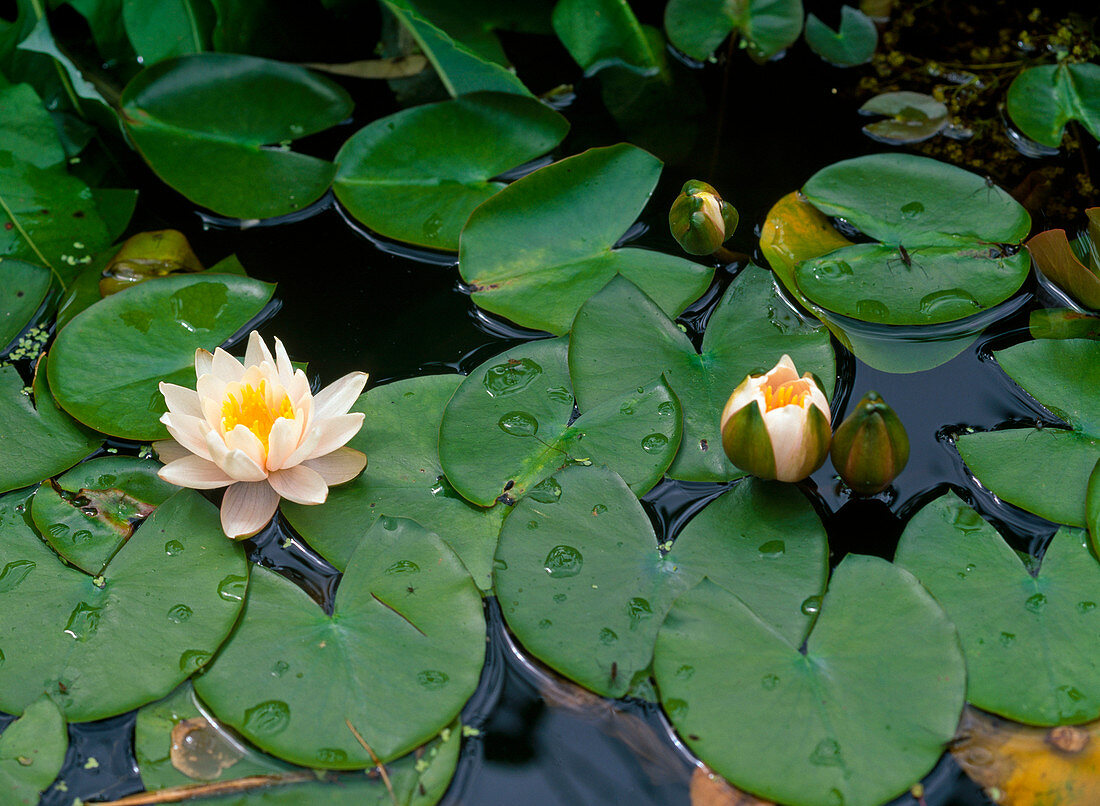 Nymphaea alba (Water Lily)