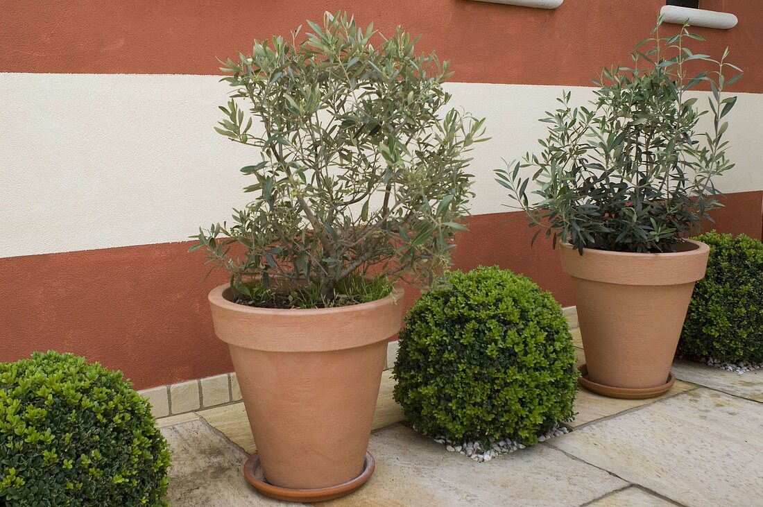 Olea europaea (olive) in containers, Buxus (boxwood) balls