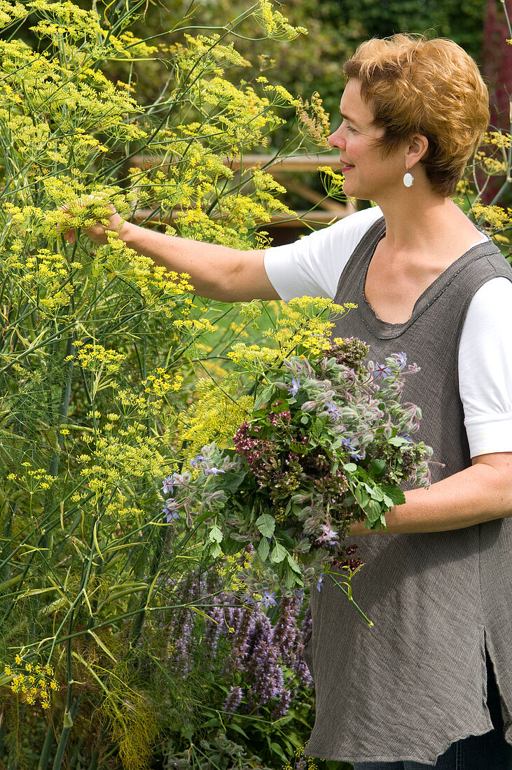 Frau pflückt Foeniculum (Fenchel - Blüten) für Kräuterstrauß