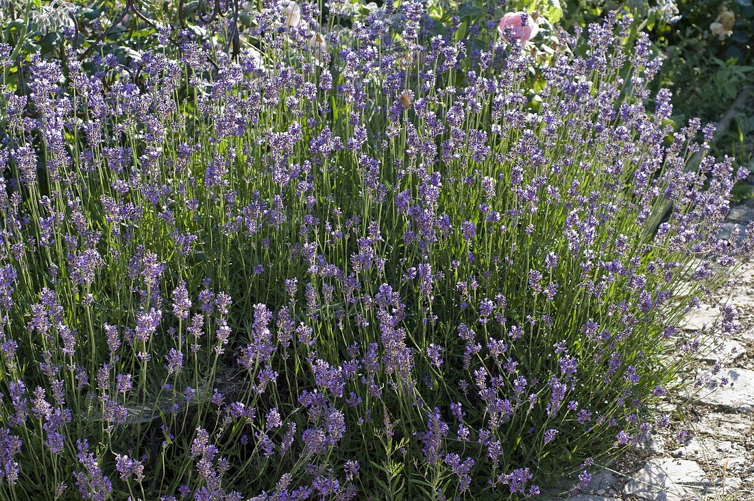 Lavandula 'Munstead' (Lavender)