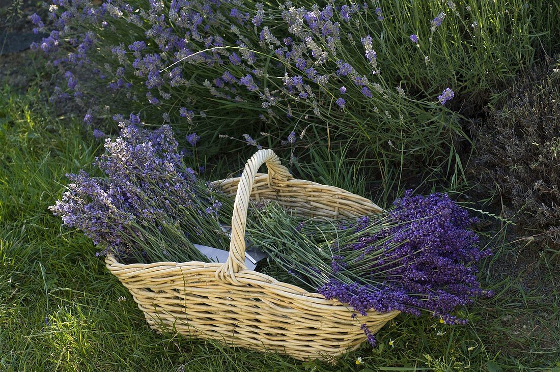 Basket with freshly harvested Lavandula (lavender)