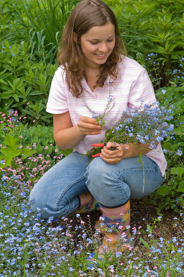 Frau pflückt Strauß aus Myosotis (Vergißmeinnicht)