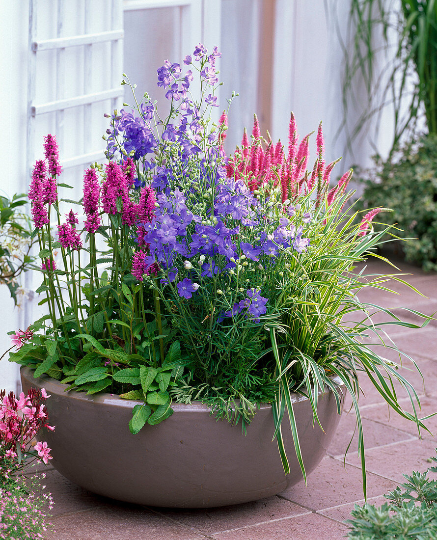 Bowl with Stachys Monnieri 'Hummelo' (Ziest), Delphinium