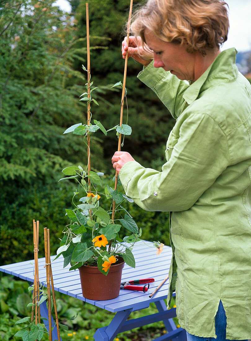 Weaving willow as a climbing aid for Thunbergia (11/15)