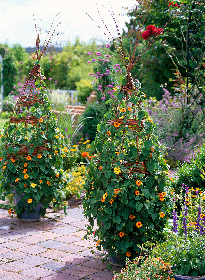 Weide als Rankhilfe für Thunbergia flechten 15/15