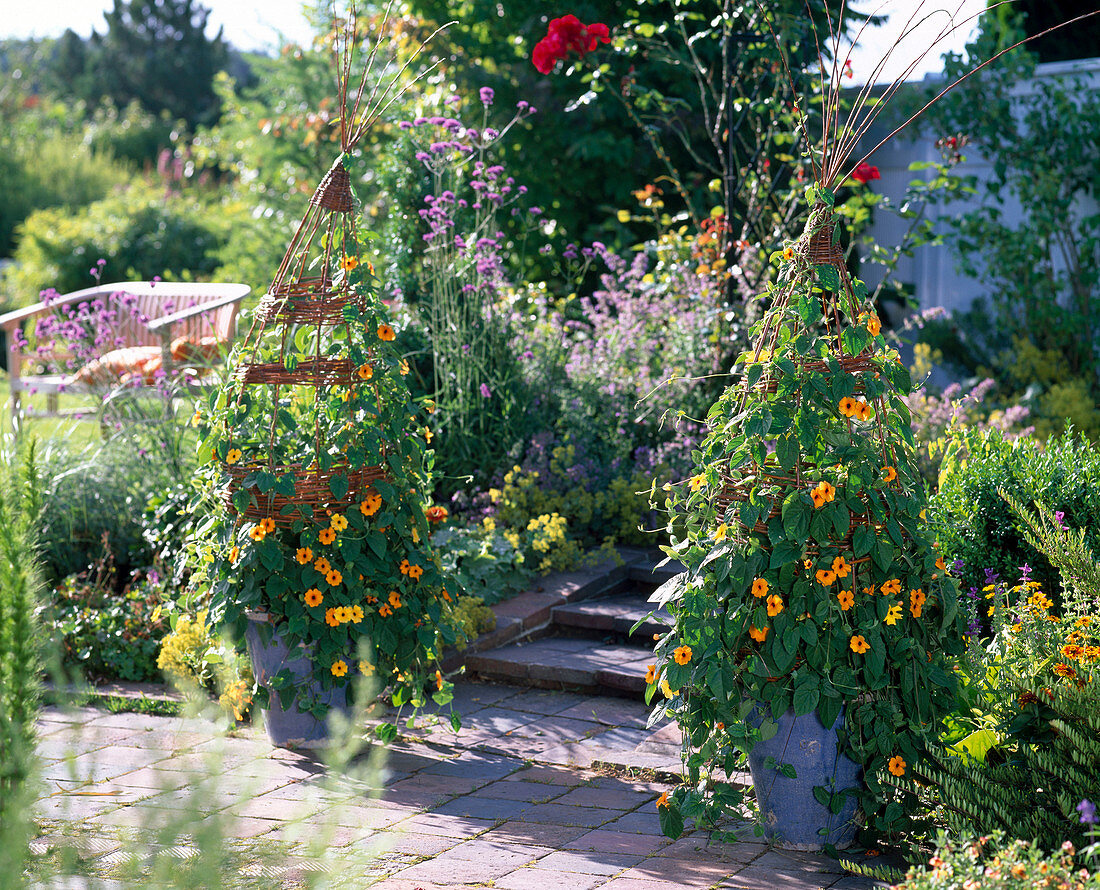 Weide als Rankhilfe für Thunbergia flechten 15/15