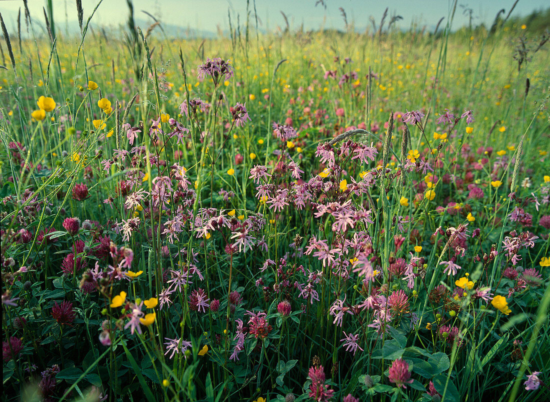 Blumenwiese mit Lychnis flos-cuculi (Kuckucks-Lichtnelke), Ranunculus acer syn Ranunculus acris (Scharfer Hahnenfuß), Gräsern