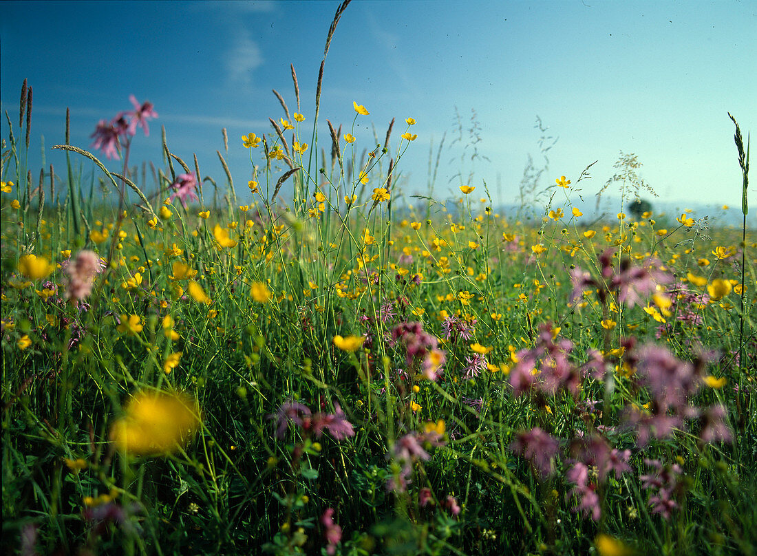Flower meadow with Lychnis flos-cuculi (Cuckoo's campion), Ranunculus acer syn Ranunculus acris (Sharp buttercup), sky