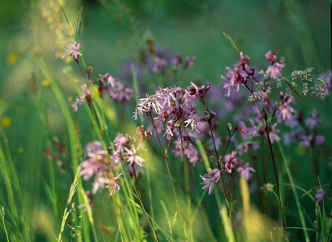 Lychnis flos-cuculi (Kuckucks-Lichtnelke) in einer Blumenwiese in Oberbayern