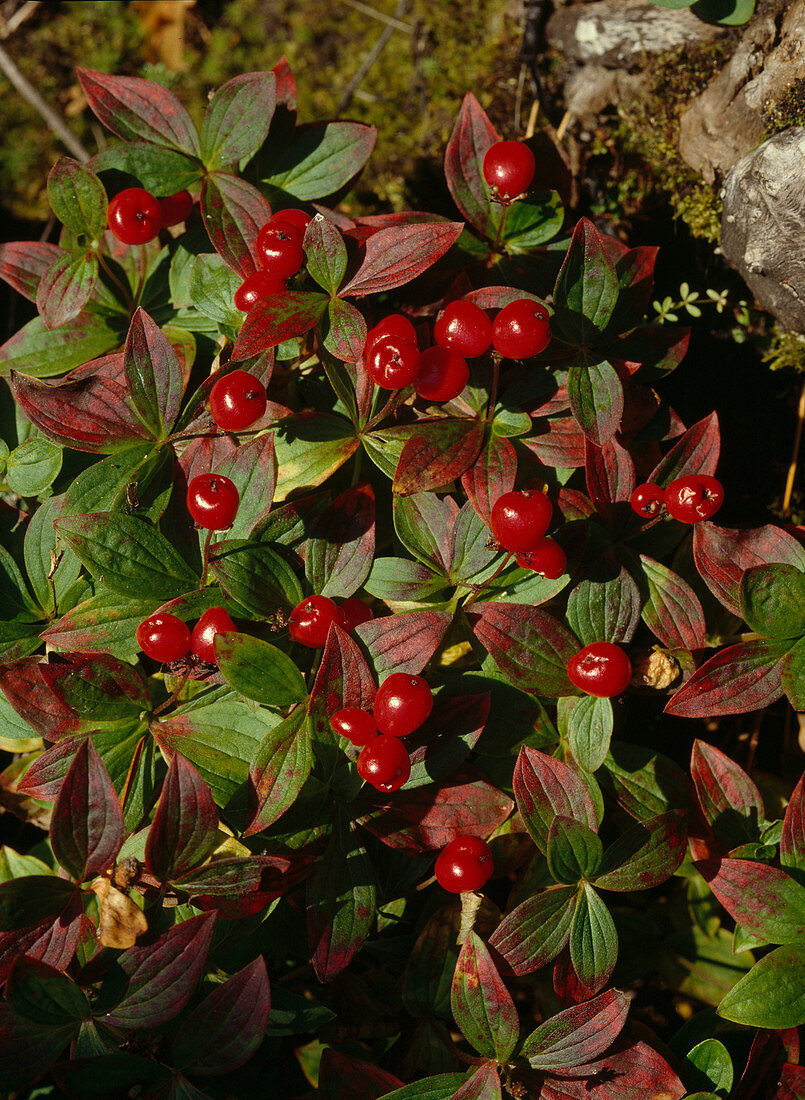 Cornus suecica (Swedish dogwood) with fruit