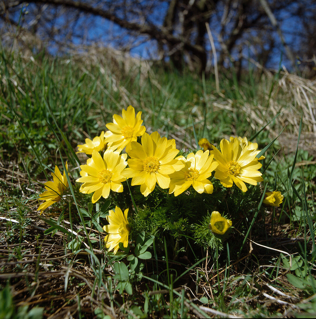 Adonis vernalis (Adonis rose)