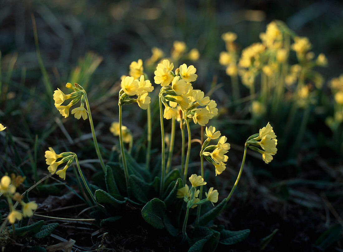 Primula elatior (Cowslip, Wood Primrose)