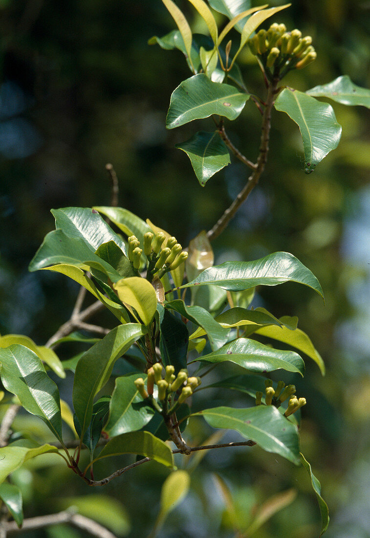 Syzygium aromaticum (cloves) in Zanzibar, Africa