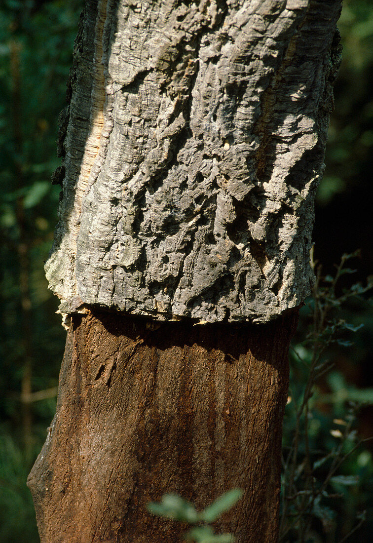 Stamm von Quercus suber (Kork-Eiche) frisch geschält