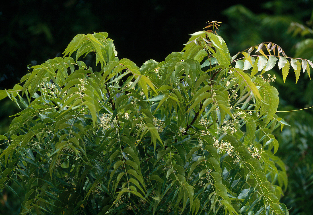 Cinchona officinalis syn Cinchona calisaya (Chinarindenbaum, Fieberrindenbaum, Chininbaum) in Sansibar (Afrika), Laub