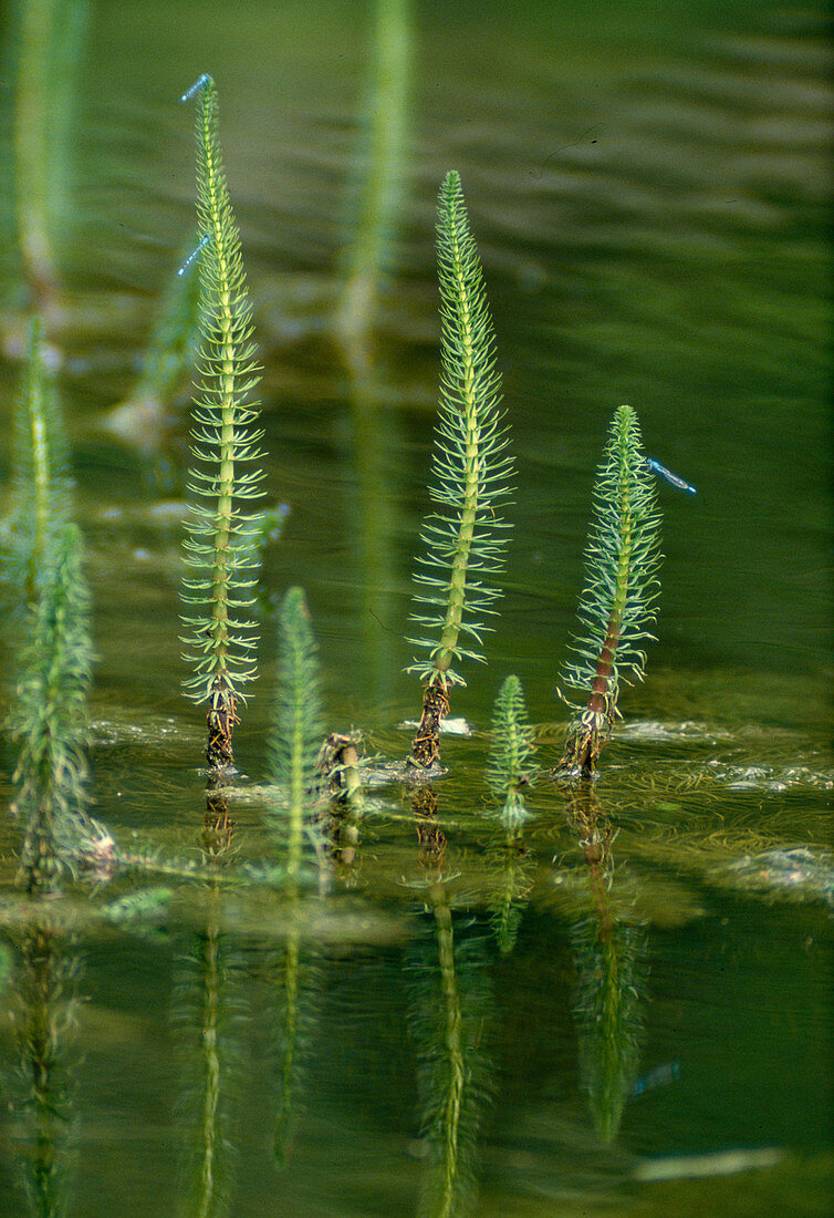 Hippuris vulgaris (fir frond) grows in water depths up to 30 cm