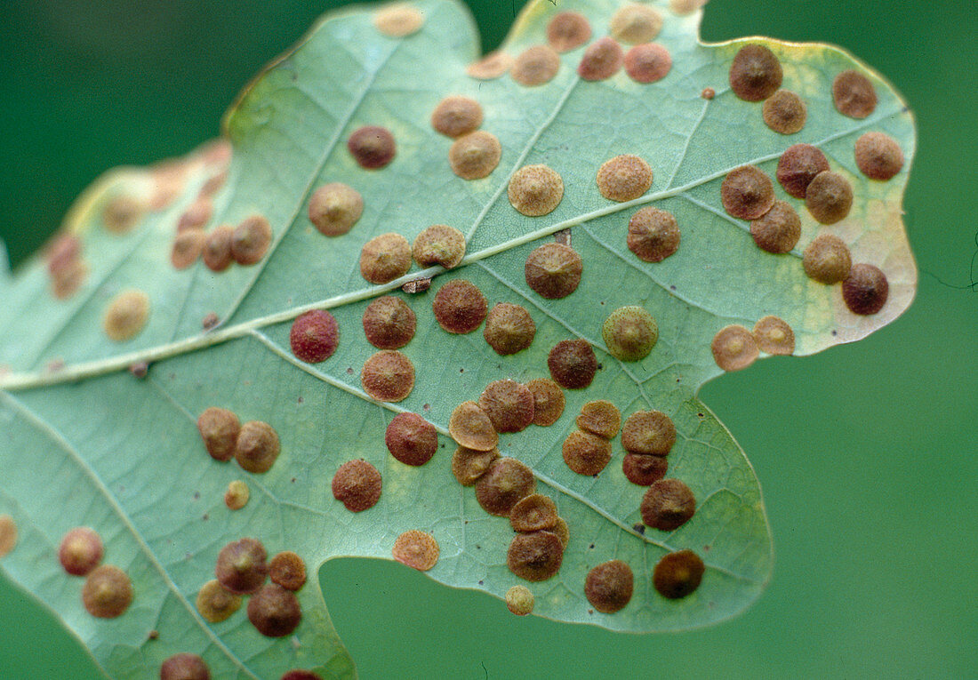 Lentils, leaf galls of Neuroterus quercus-baccarum