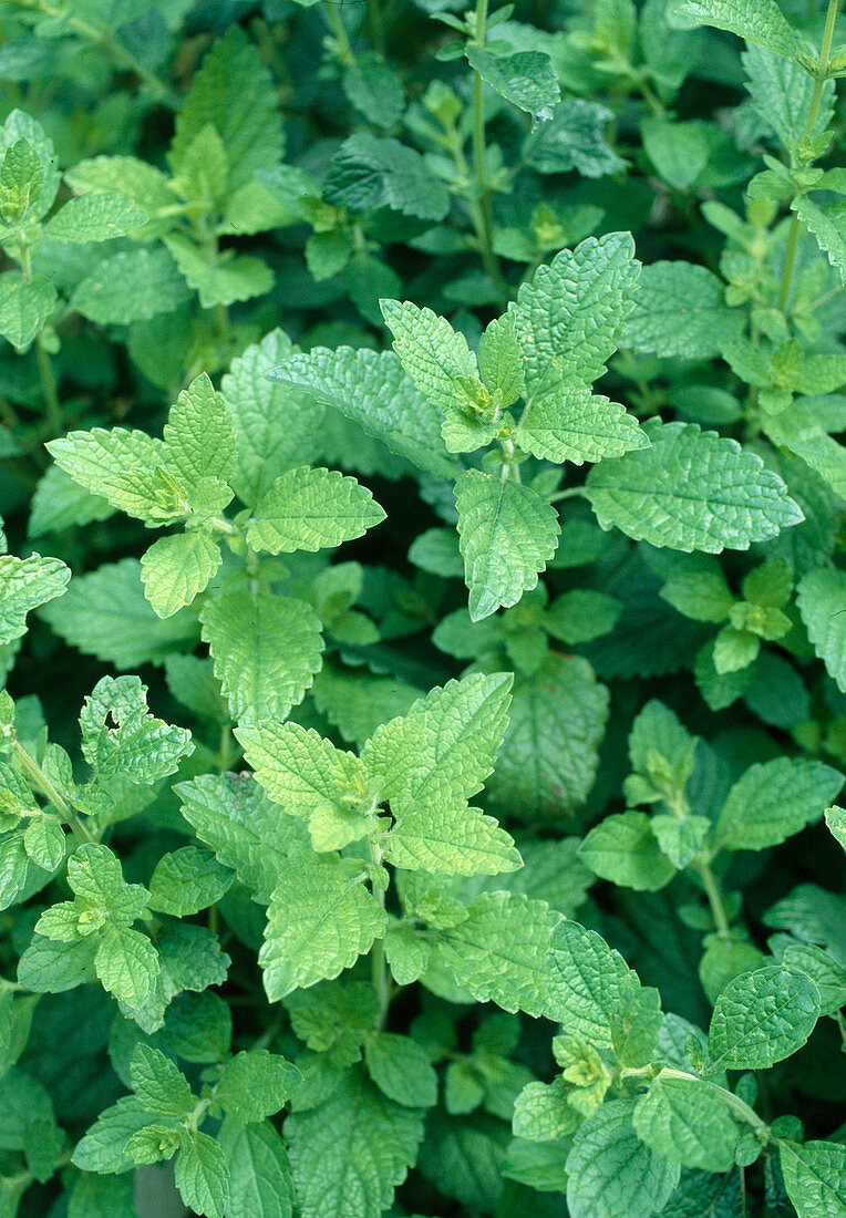 Melissa (lemon balm)