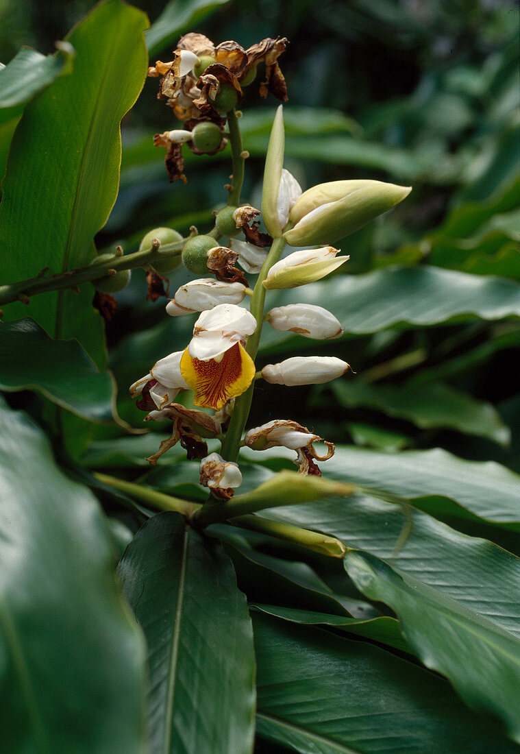 Elettaria (Kardamom), Blüten