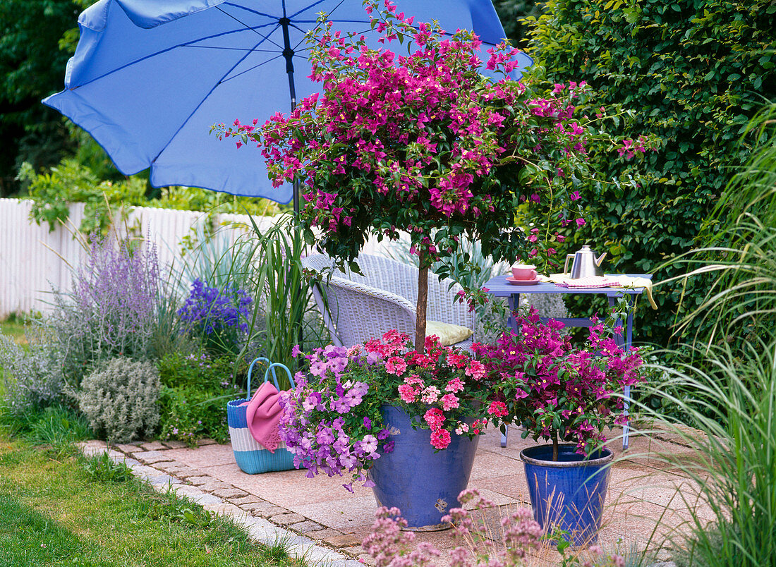 Bougainvillea, Petunia Conchita 'Azur' (Petunie), Verbena