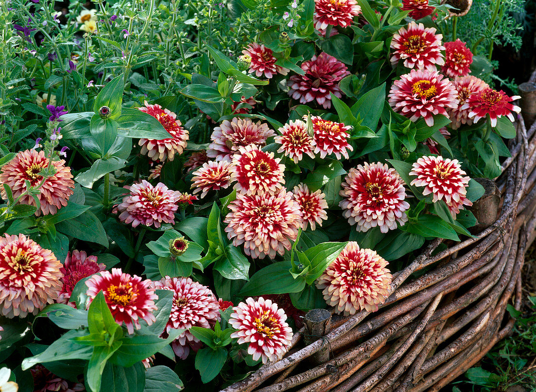 Zinnia 'Swizzle Cherry Ivory' (Zinnias)