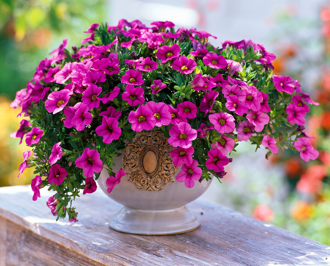 Calibrachoa Superbells 'Pink' (Zauberglöckchen)