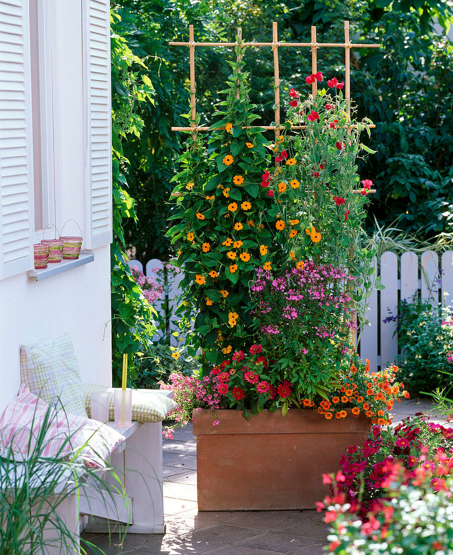 Thunbergia alata (Black-eyed Susanne), Lathyrus odoratus