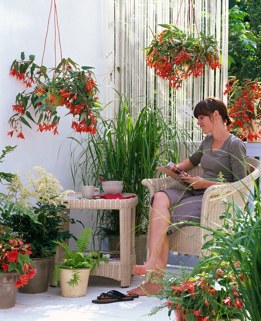 Shade balcony with Begonia Summerwings 'Orange', Belleconia