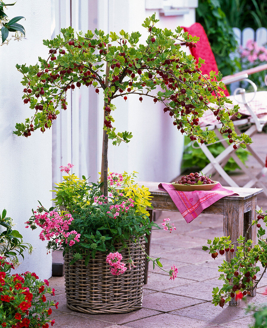 Ribes 'Hinnomäki' (red gooseberry) underplanted with Verbena