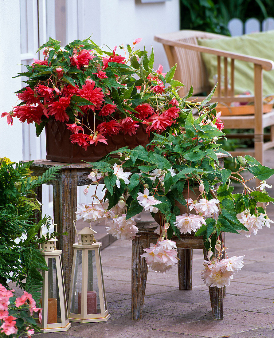 Begonia Belleconia 'Rose White' (hanging begonias)